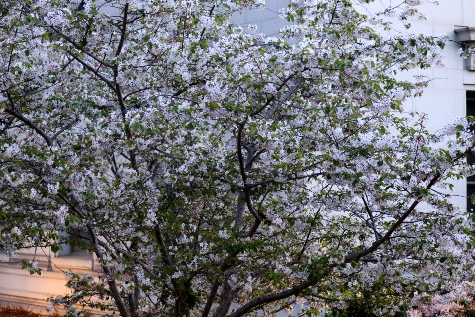 Cherry Blossoms at UC Berkeley West Lawn