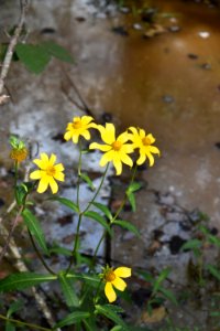 plant Embro Gameland ncwetlands AM (4)