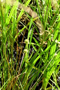 plant sparganium White Oak Bottom at Standing Indian Campground ncwetlands AM (5)