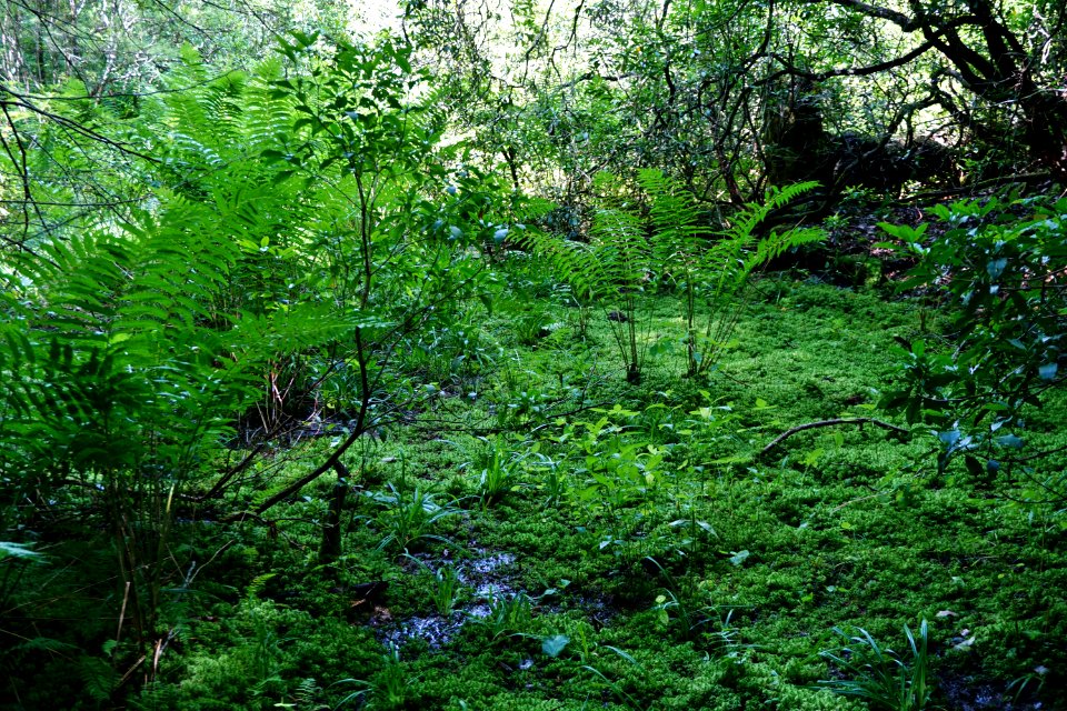 scene wetland Pink Beds Pisgah NF ncwetlands KG (8)
