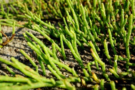 salicornia sp. Emerald Isle boat ramp KG (93)