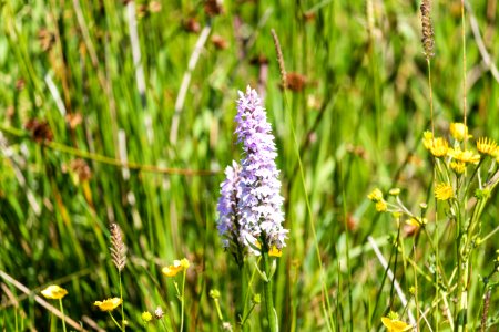 Heath spotted orchid on Divis mountain photo