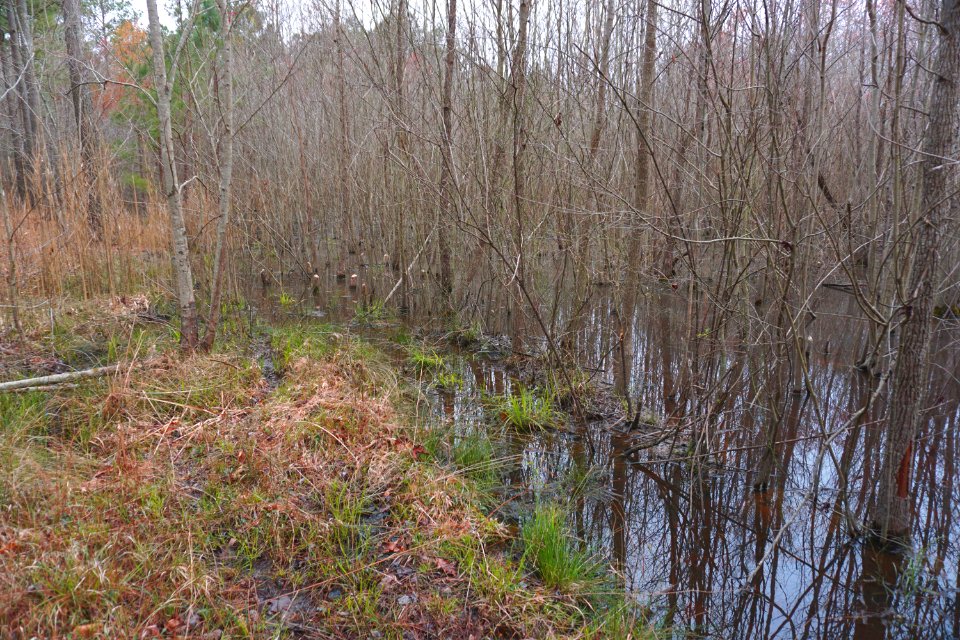 scene Tillery Gamelands ncwetlands KG (1)
