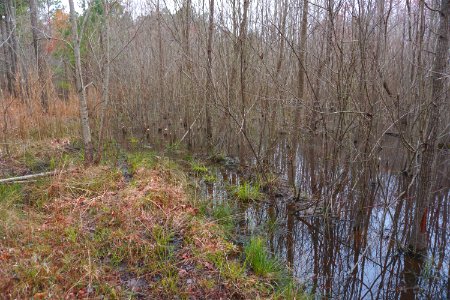 scene Tillery Gamelands ncwetlands KG (1)