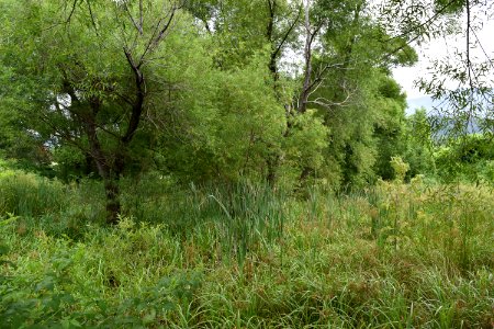 scene Morse Park ncwetlands AM (3)