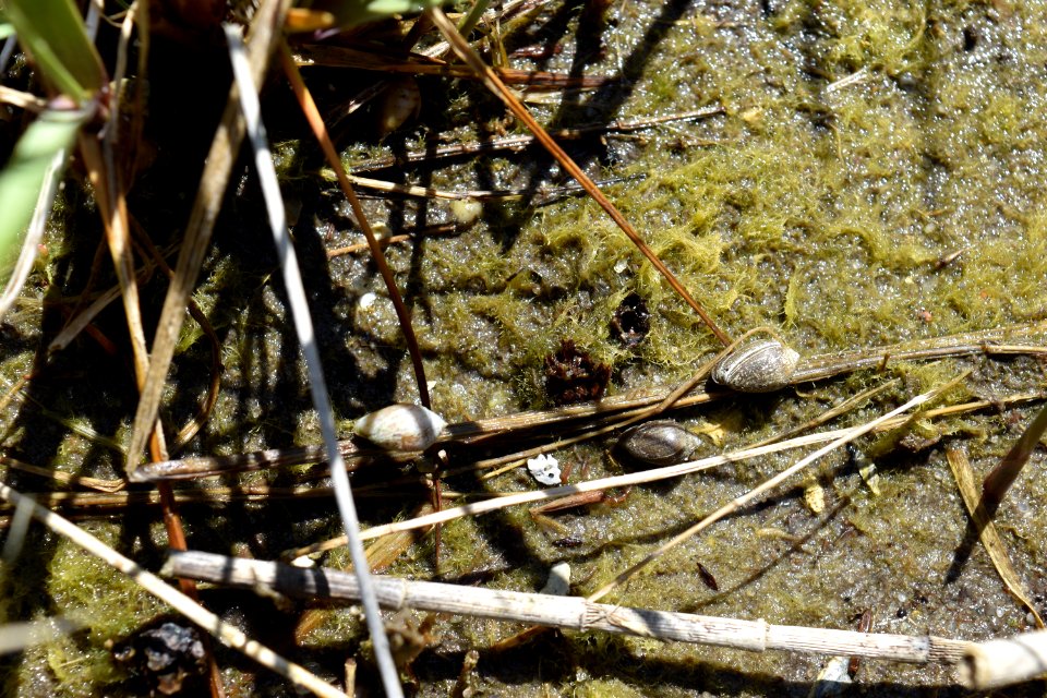 invertebrate snails Lee's Nature Park ncwetlands AM