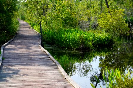 scene Sandy Ridge Trail Alligator River NWR ncwetlands KG (11) photo