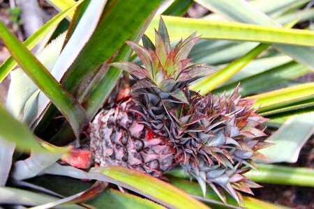 Agave tropics caribbean