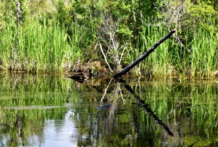 reptile alligator Alligator River NWR ncwetlands am (28)
