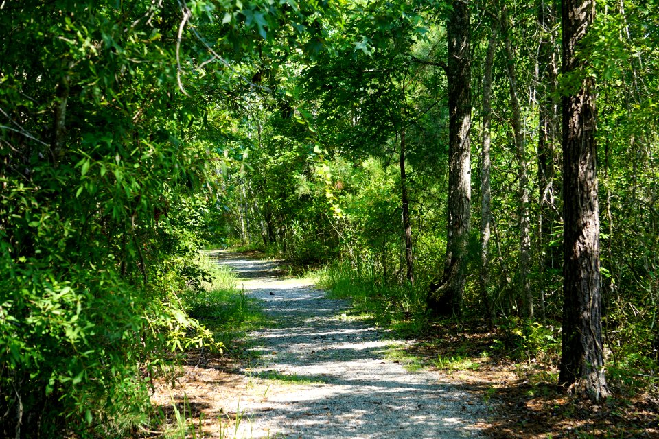 scene Sandy Ridge Trail Alligator River NWR ncwetlands KG (1)