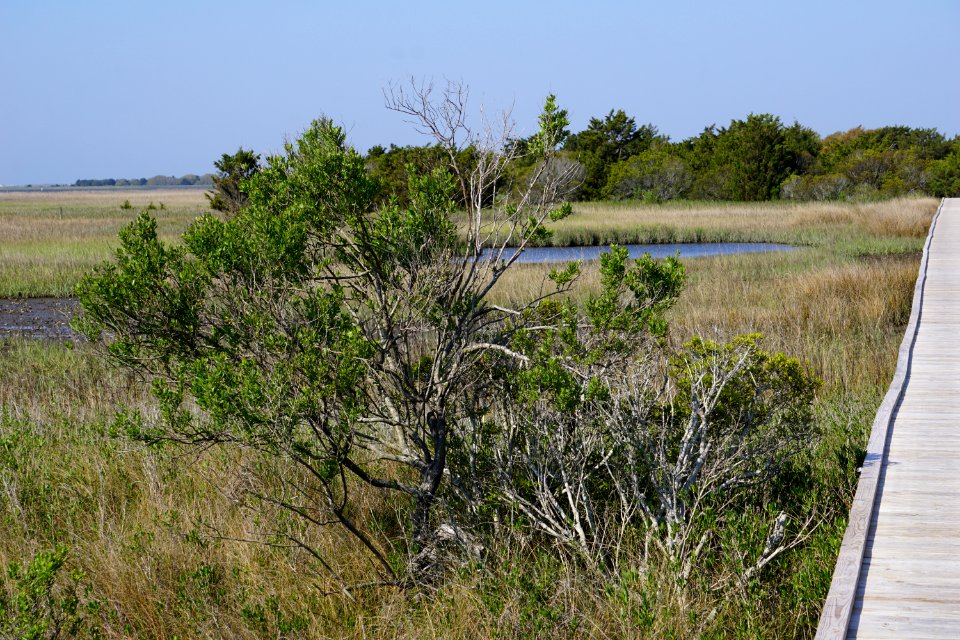 scene fort fisher state recreation area ncwetlands KG (7)