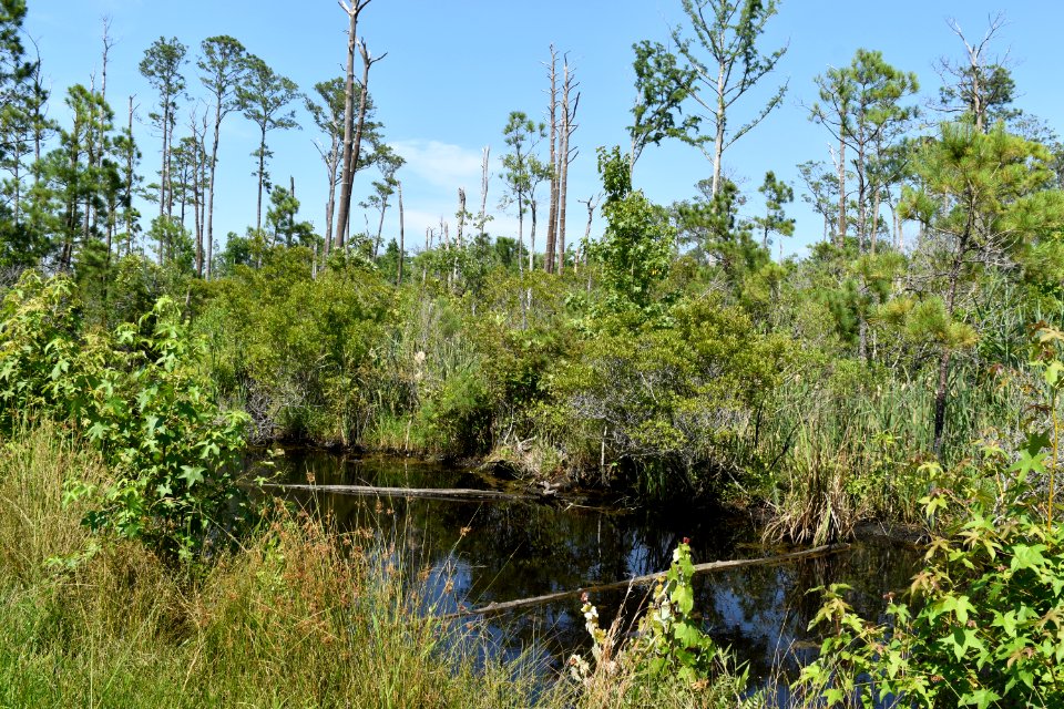 scene Alligator River NWR ncwetlands am (20)