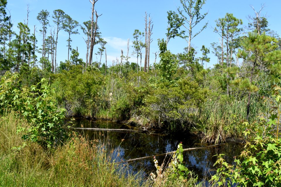 scene Alligator River NWR ncwetlands am (20) photo