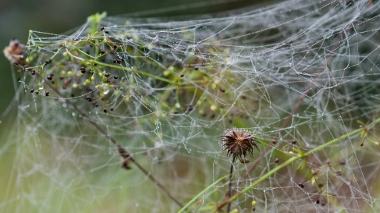 Linyphiidae web 2