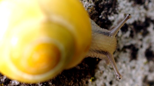 YellowSnail1