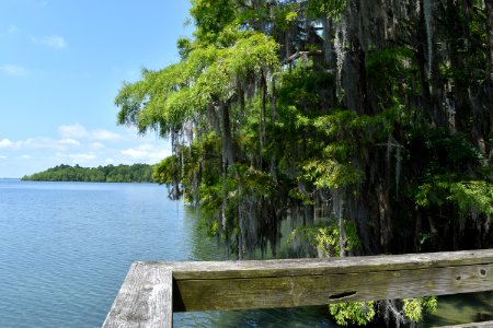 scene Pettigrew State Park ncwetlands am (82)
