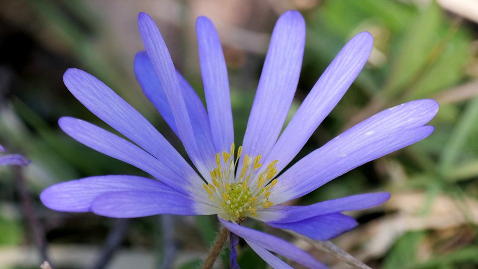 Balkan-Windröschen (Anemone blanda) 1
