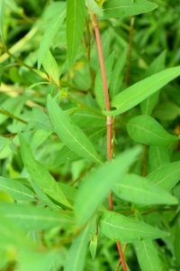 plant polygonum Morse Park ncwetlands AM (13)