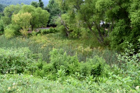 scene Morse Park ncwetlands AM (6)