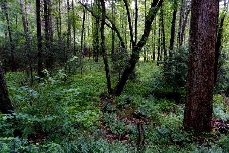 scene far view of marsh Dupont State Rec Forest ncwetlands KG (3)