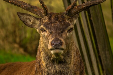 Animal portrait stag mammal