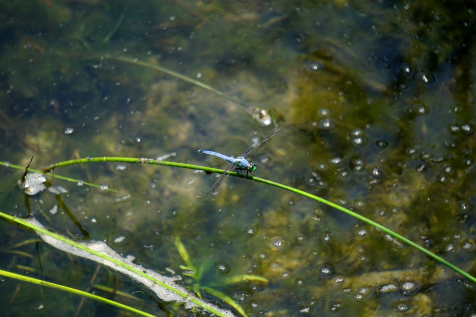 invertebrate dragonfly Pettigrew State Park ncwetlands KG (61)