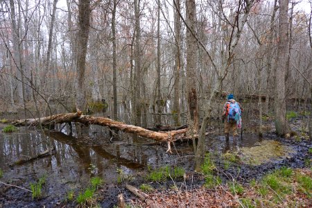 scene Tillery Gamelands ncwetlands KG (4)