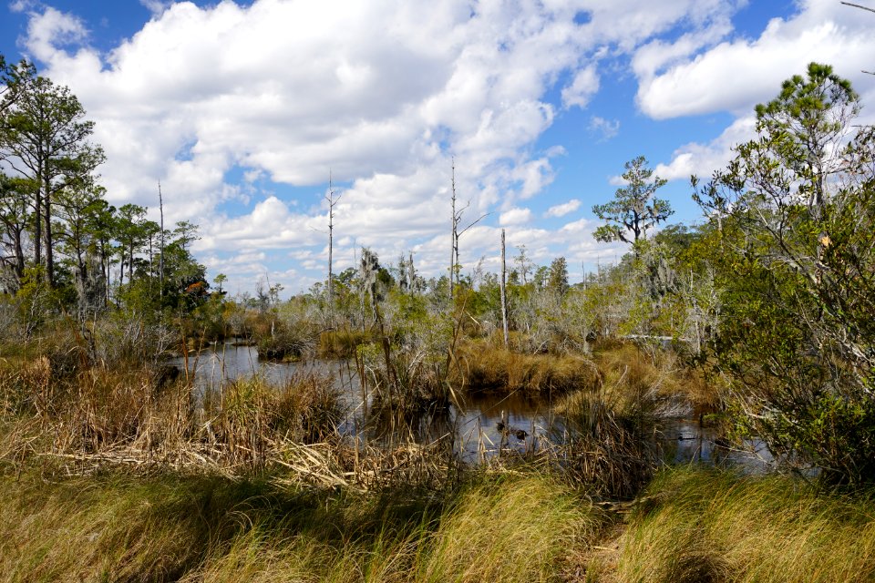 scene river Goose Creek SP KG (3)
