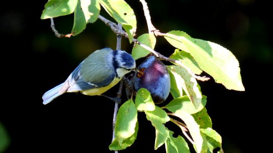 Blaumeise an Zwetschge1