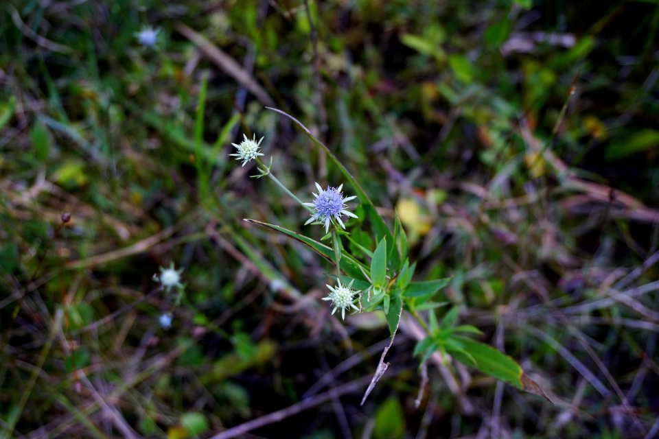 plant Stones Creek Game Land ncwetlands KG (3)