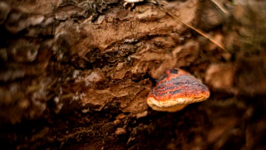 Spring mushroom photo