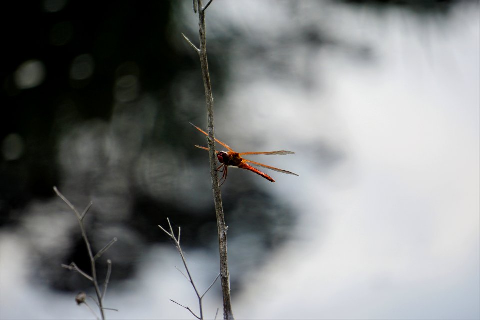 invertebrate dragonfly Alligator River NWR ncwetlands KG (3) photo