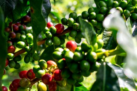 cafe - plantas serranía del perijá