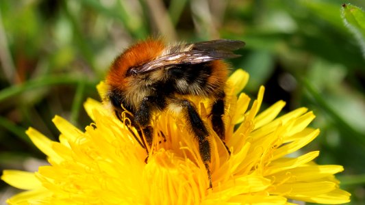 Ackerhummel (Bombus pascuorum) 2