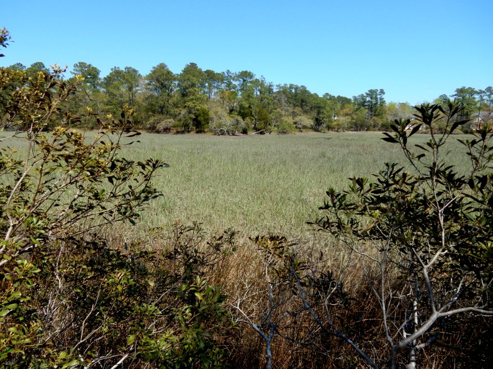 scene marsh pages creek preserve ncwetlands KG (1)