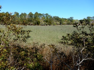 scene marsh pages creek preserve ncwetlands KG (1)