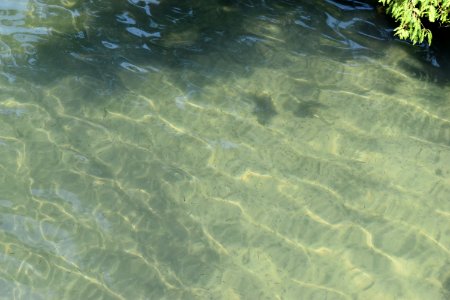 fish Pettigrew State Park ncwetlands am (66)