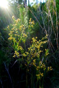 plant Juncus seeds Stones Creek Game Land ncwetlands KG