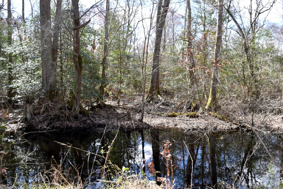 scene Dismal Swamp SP ncwetlands AM (37)
