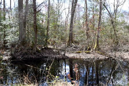 scene Dismal Swamp SP ncwetlands AM (37)