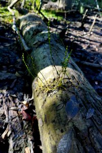 plant sundew Stones Creek Game Land ncwetlands KG (4)