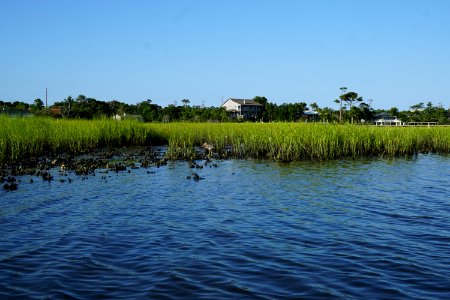 bird tricolored heron Emerald Isle boat ramp KG (3)