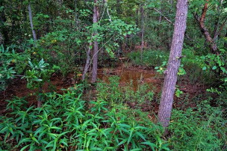 scene Lake Trail Lake Crabtree County Pk ncwetlands KG (43)
