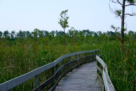 scene Creef Cut trail Alligator River NWR ncwetlands KG (1) photo