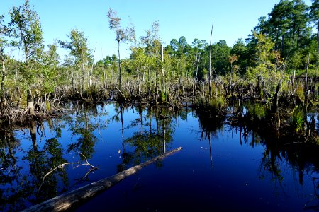 scene beaver pond Stones Creek Game Land ncwetlands KG (4)