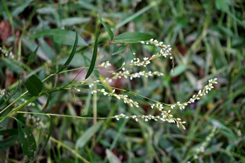plant Polygonum sp. Sandy Creek Gameland ncwetlands KG
