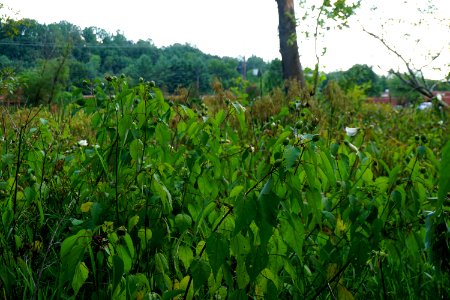 scene beaver wetland Bethebara Park ncwetlands KG (2)