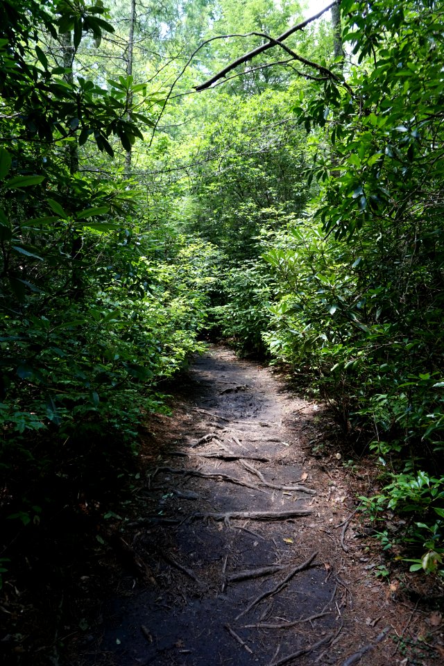 scene trail Pink Beds Pisgah NF ncwetlands KG (2)