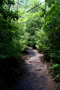 scene trail Pink Beds Pisgah NF ncwetlands KG (2)