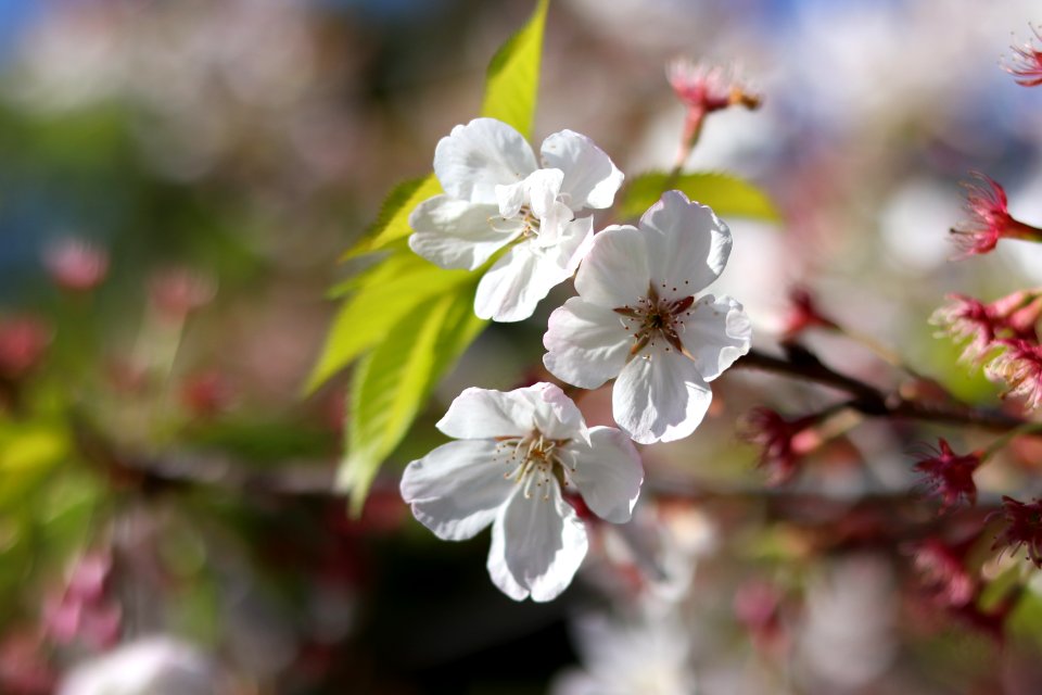 UC Berkeley Cherry Blossoms